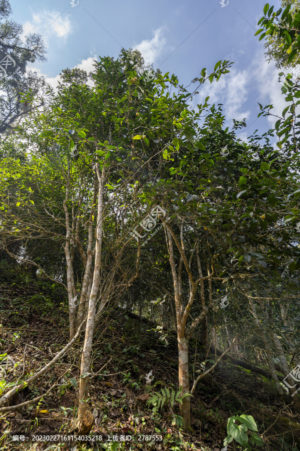 易武天门山高杆古树茶