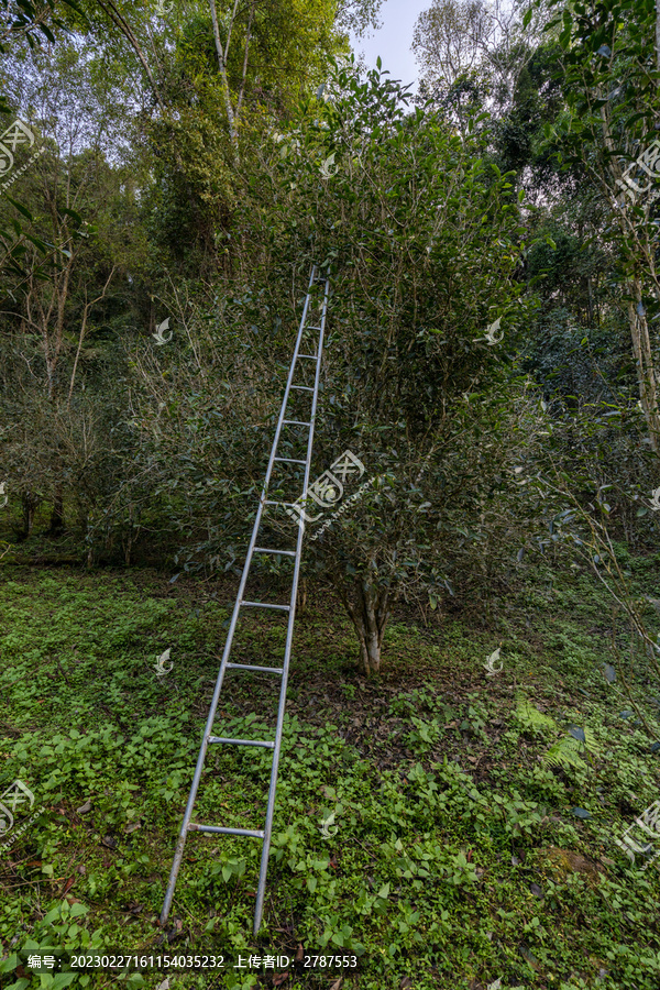 易武茶山生态茶园