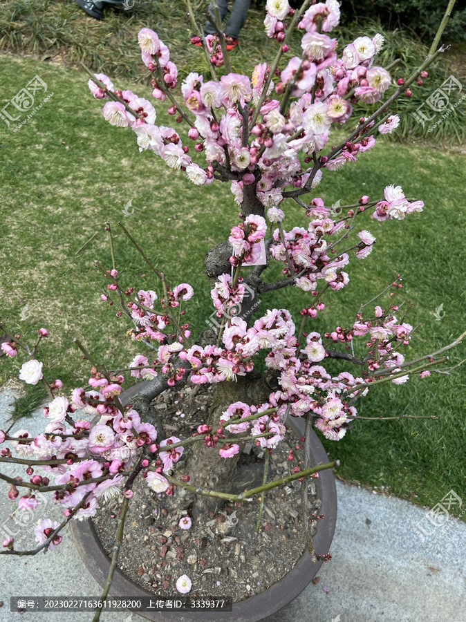 桃花朵朵