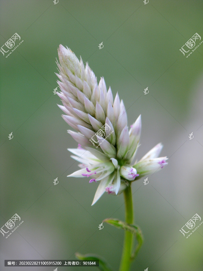 野生青葙的塔状花序