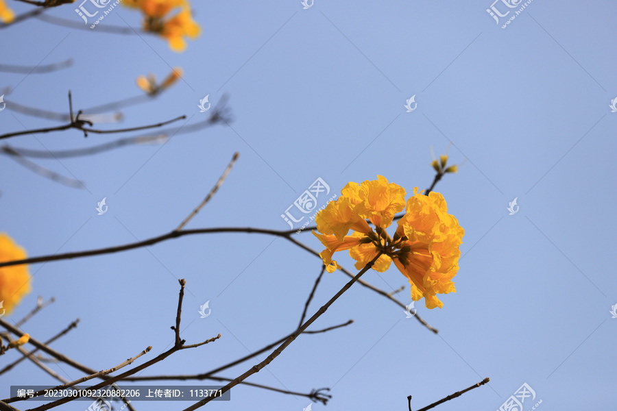 黄花风铃木花卉