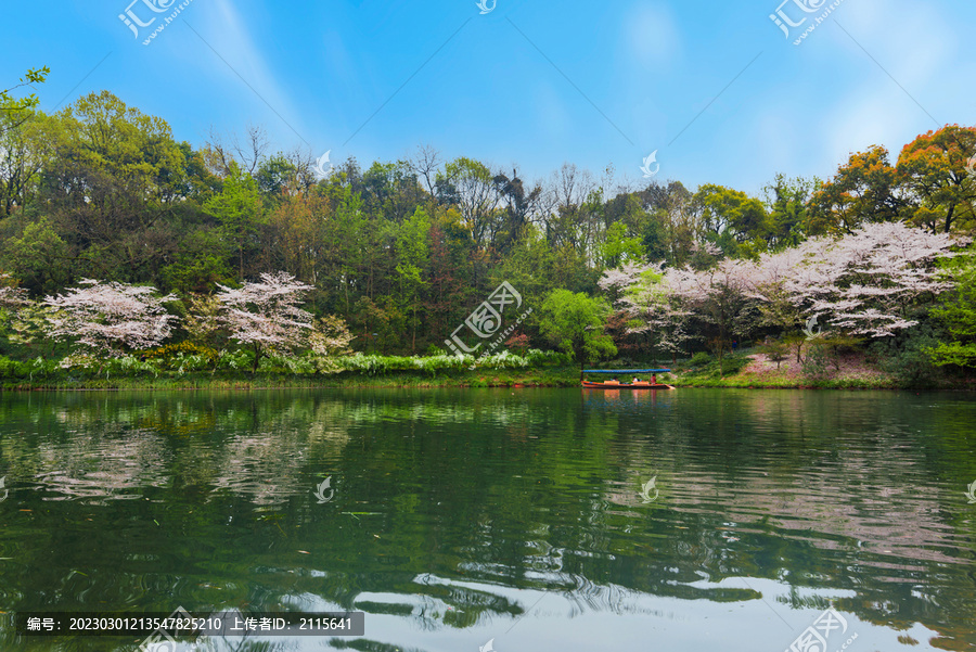 杭州西湖春景乌龟潭樱花