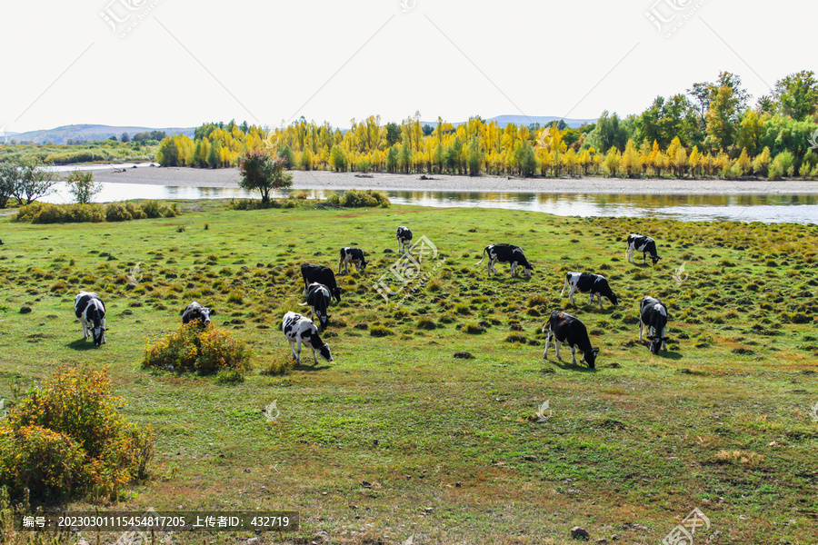 秋天河边牛群吃草