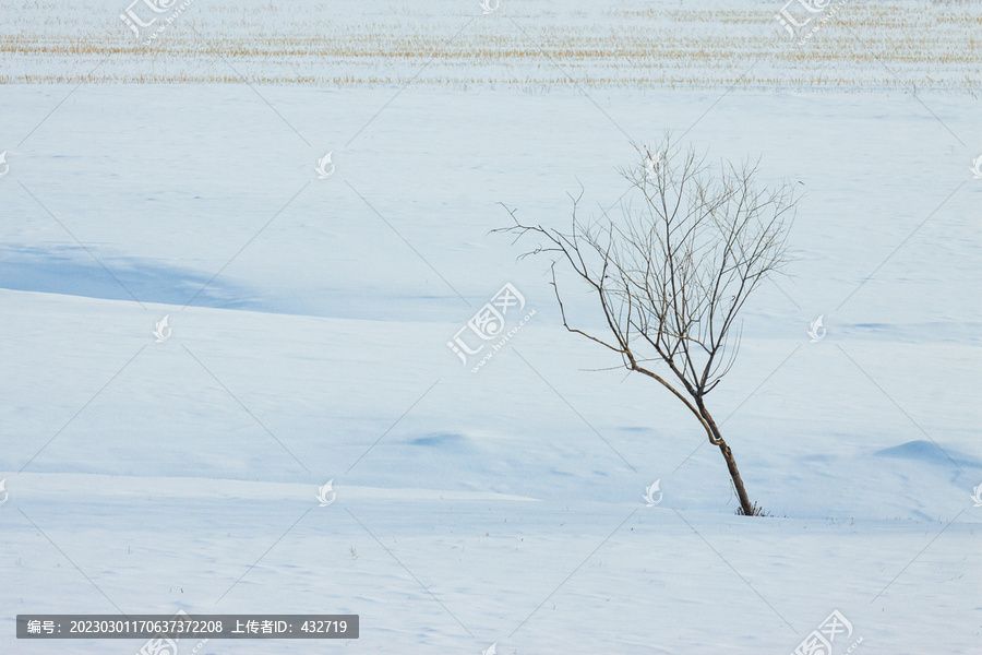 雪地雪原一棵树