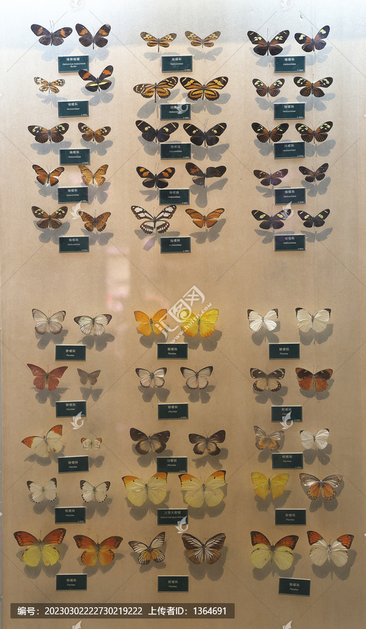陕西自然博物馆蝴蝶标本
