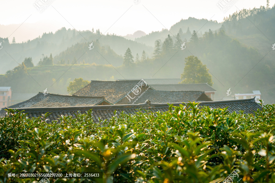 农村山村日出清晨茶园风光