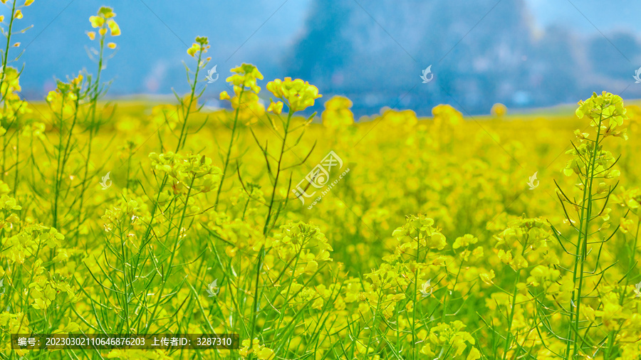 油菜花