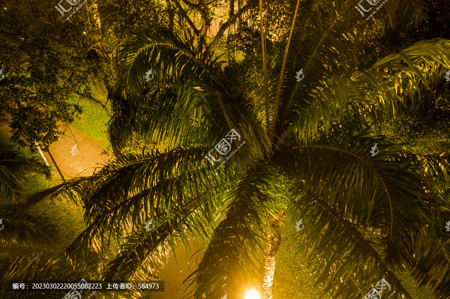 航拍海口椰子树行道树夜景灯光