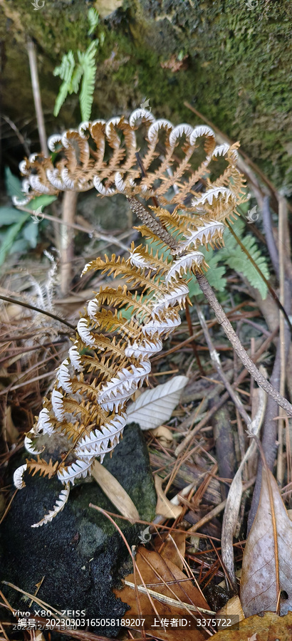 蕨类植物