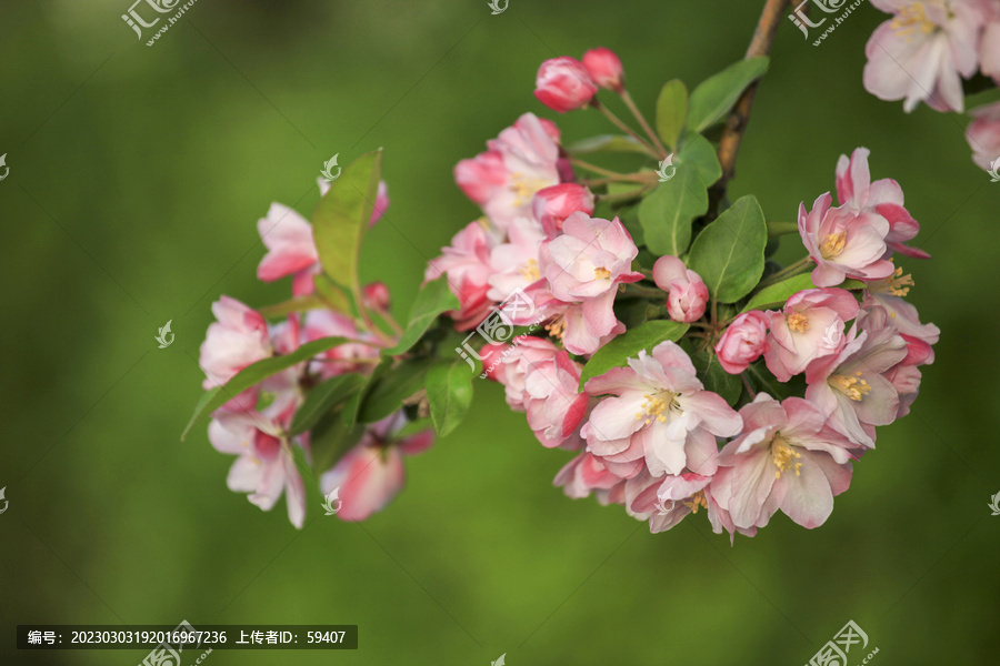 春天盛开的海棠花