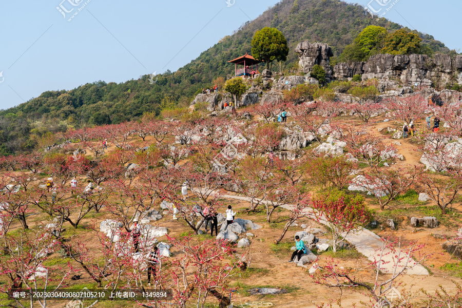 桃花园