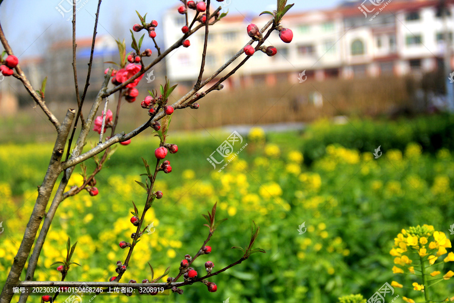 桃花油菜花