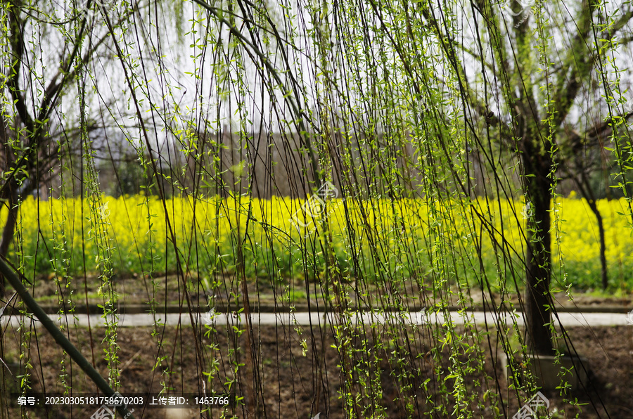 杨柳与油菜花