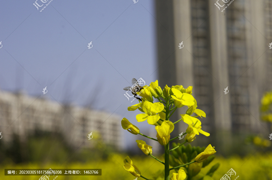 采油菜花蜜的小蜜蜂