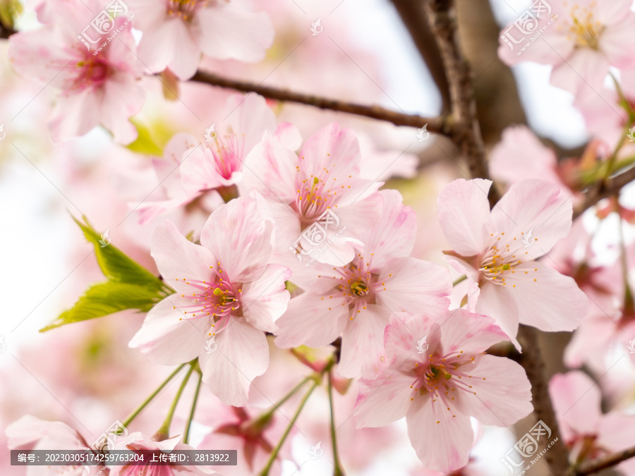 粉红色樱花