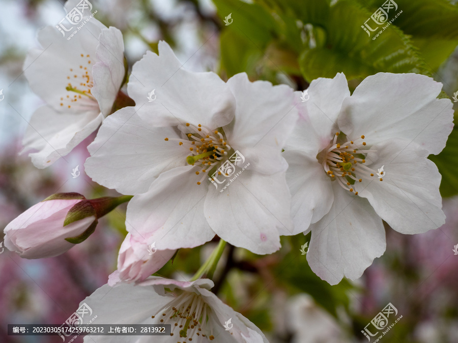 白色樱花