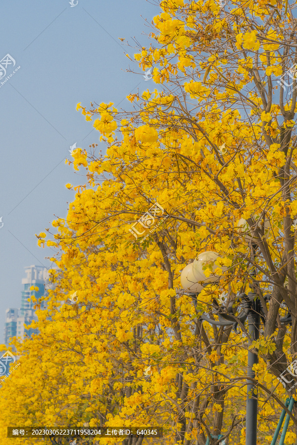 洲头咀公园黄花风铃木