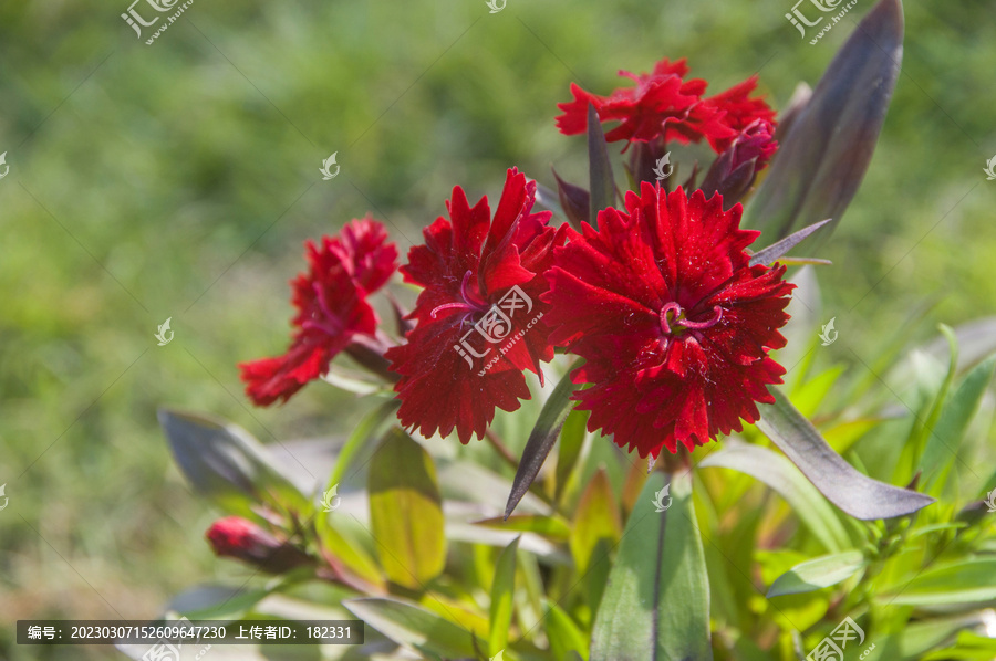 红色花朵石竹花