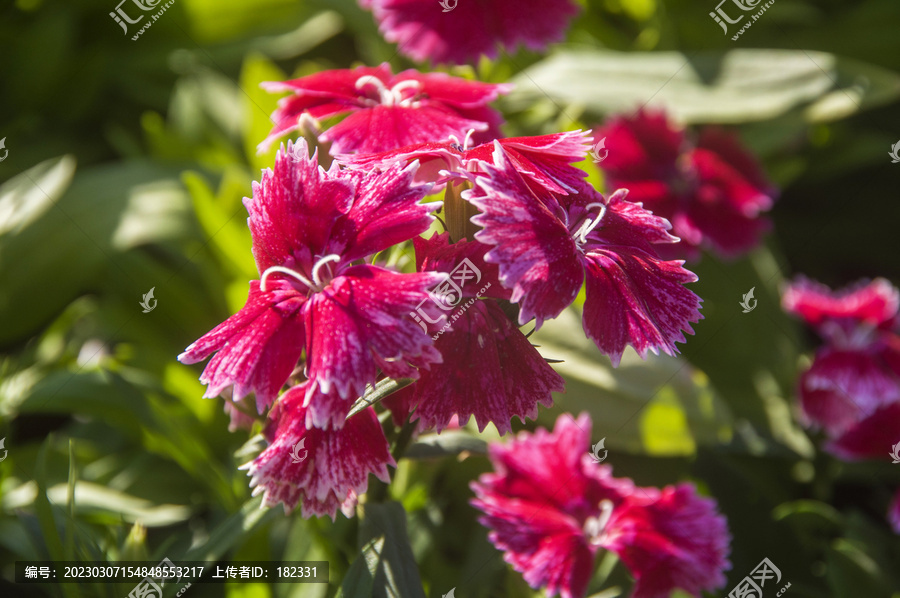 石柱花花朵花瓣花芯