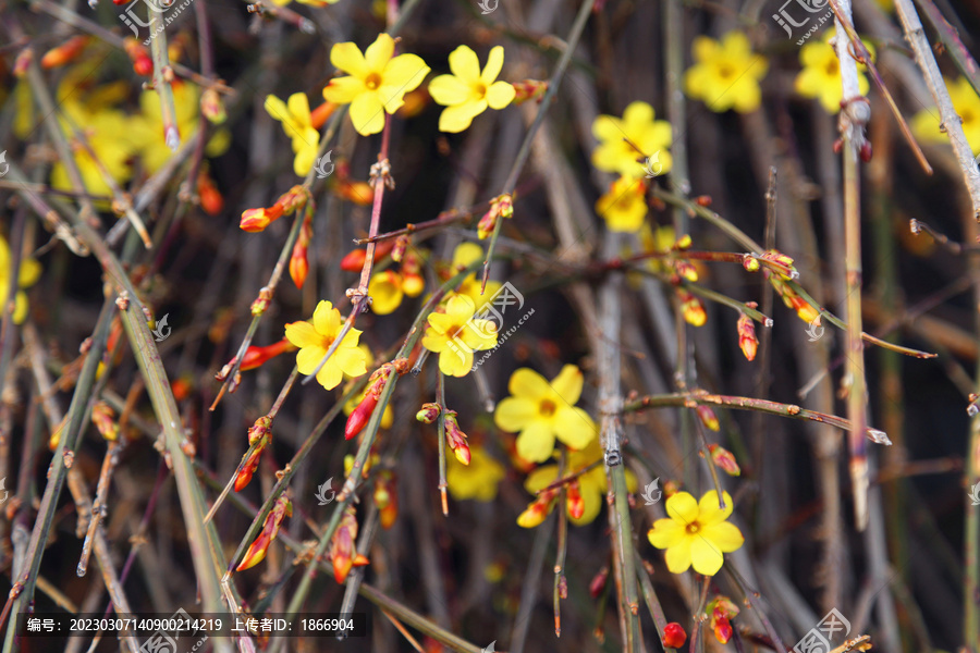 小黄花