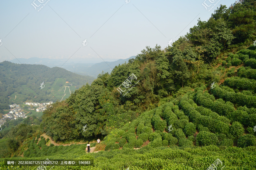 杭州西湖龙井茶园