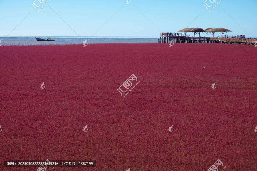 辽宁辽河口盘锦红海滩碱蓬草