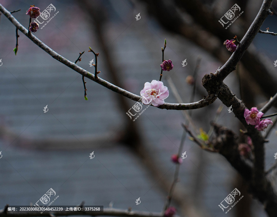 粉红色樱花