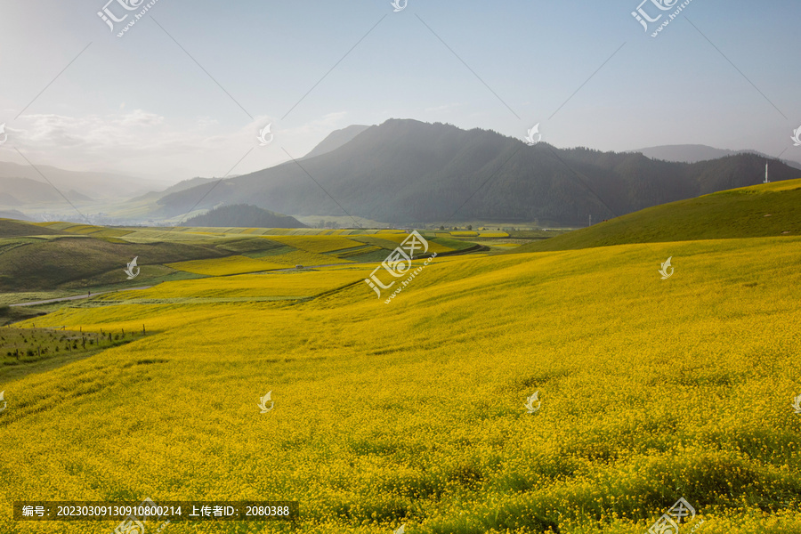 青海油菜花