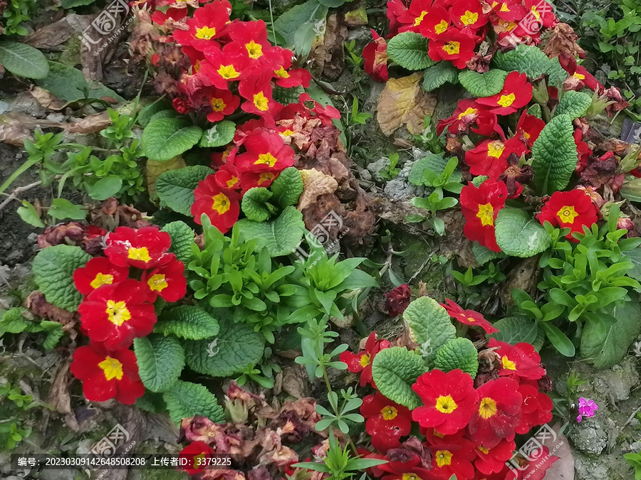 红色开花植物的高角度观察
