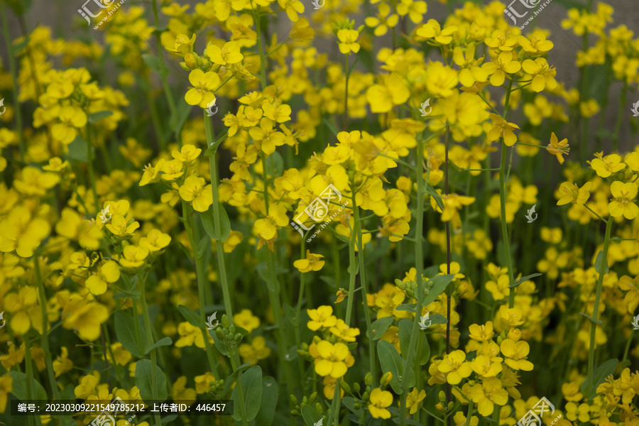 油菜花