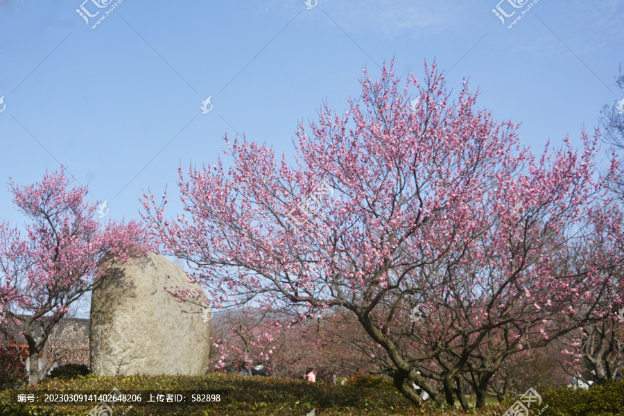 梅花开