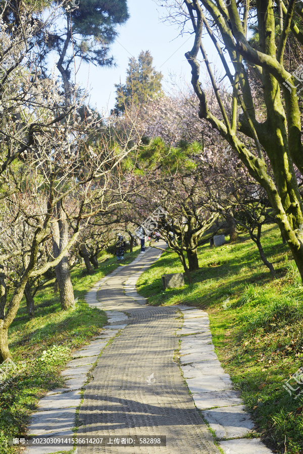 林荫小路