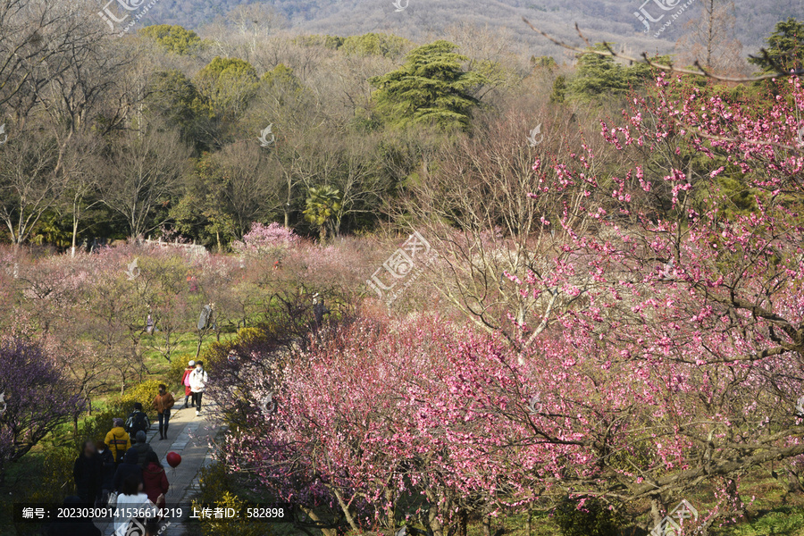 梅花山