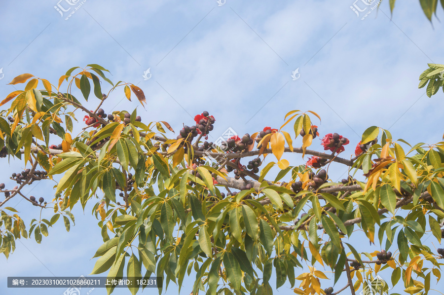 木棉树枝花与叶