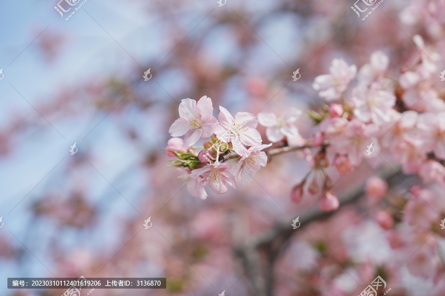 早樱河津樱花特写