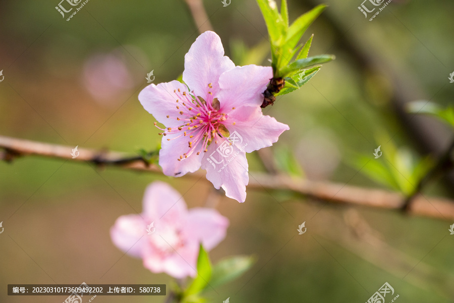 桃花