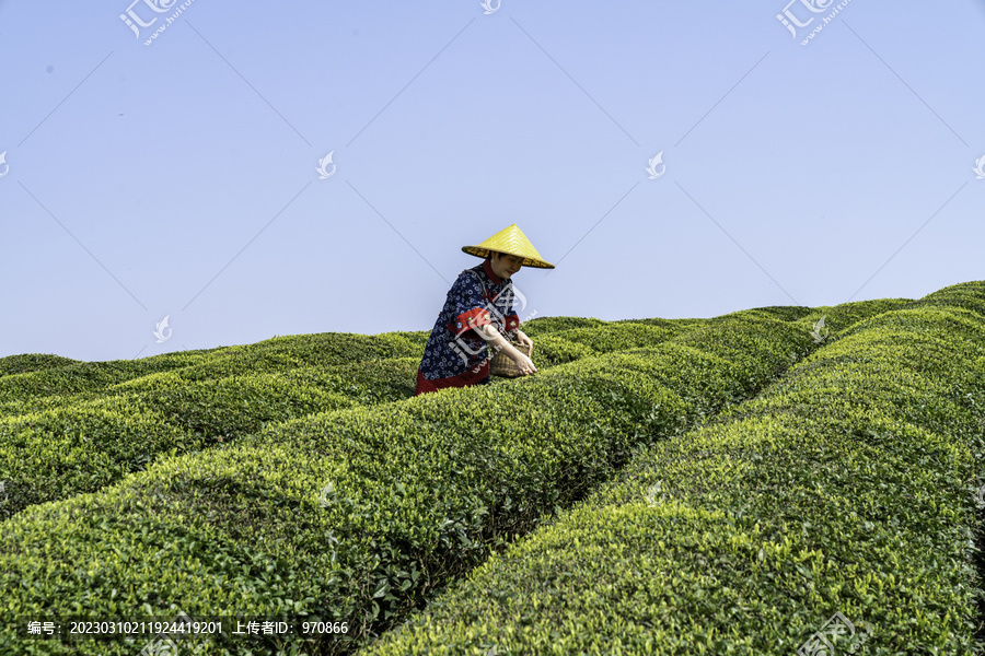 采茶茶园茶山茶海