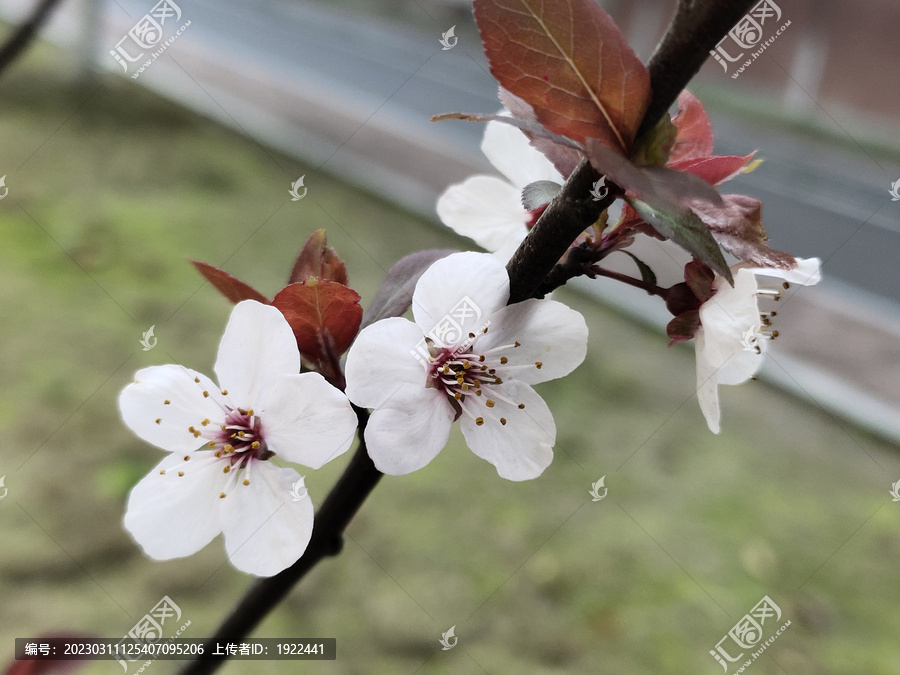 一枝樱花特写