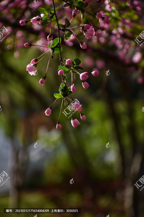 海棠花