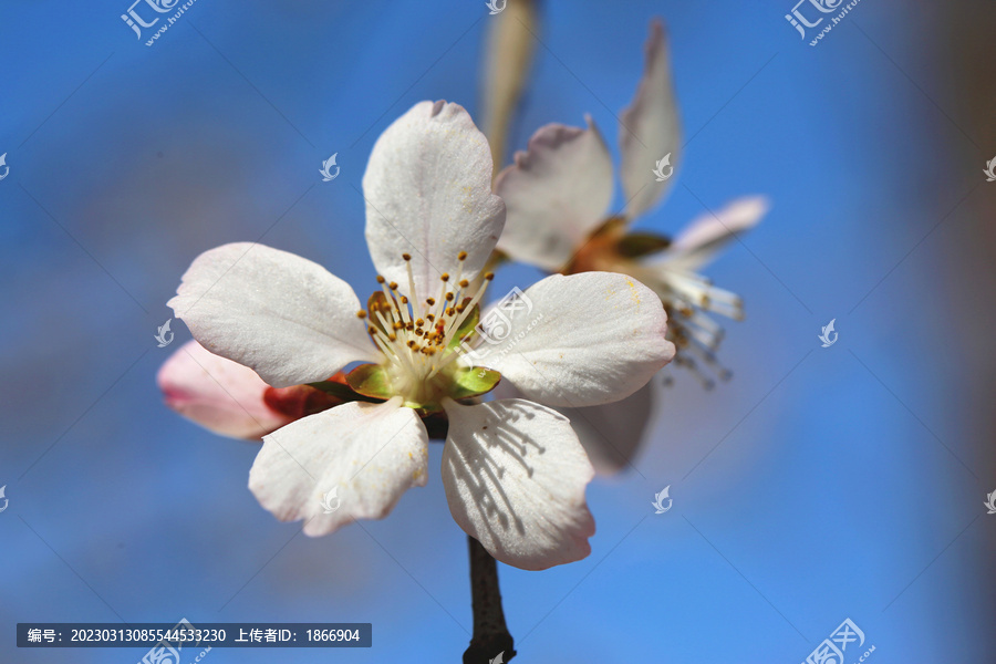 微距拍摄春天桃花