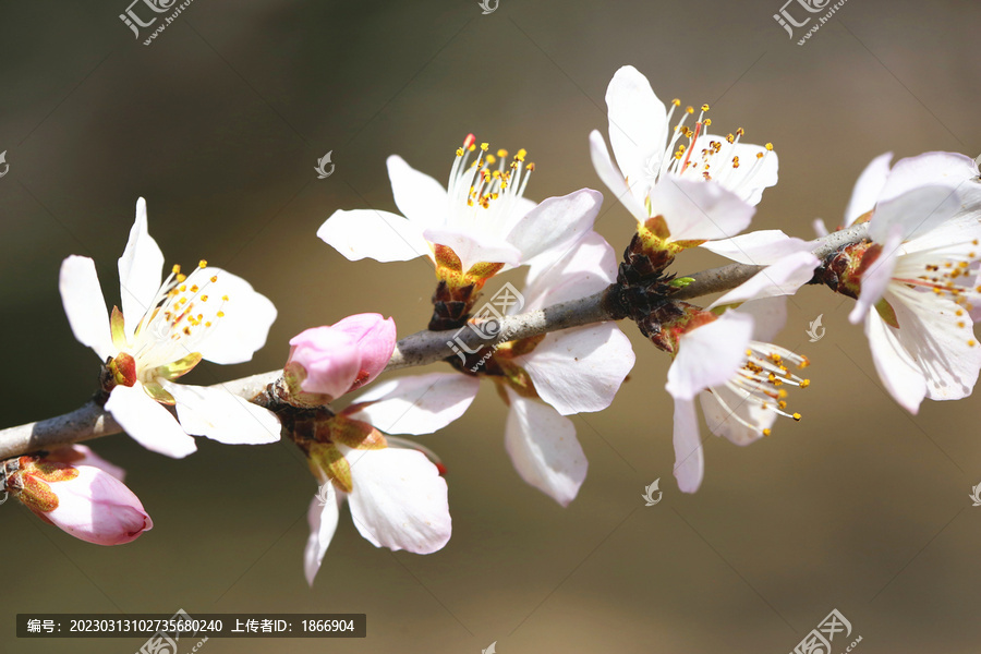 春天桃花盛开高清图