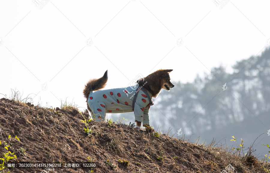 宠物犬衣服