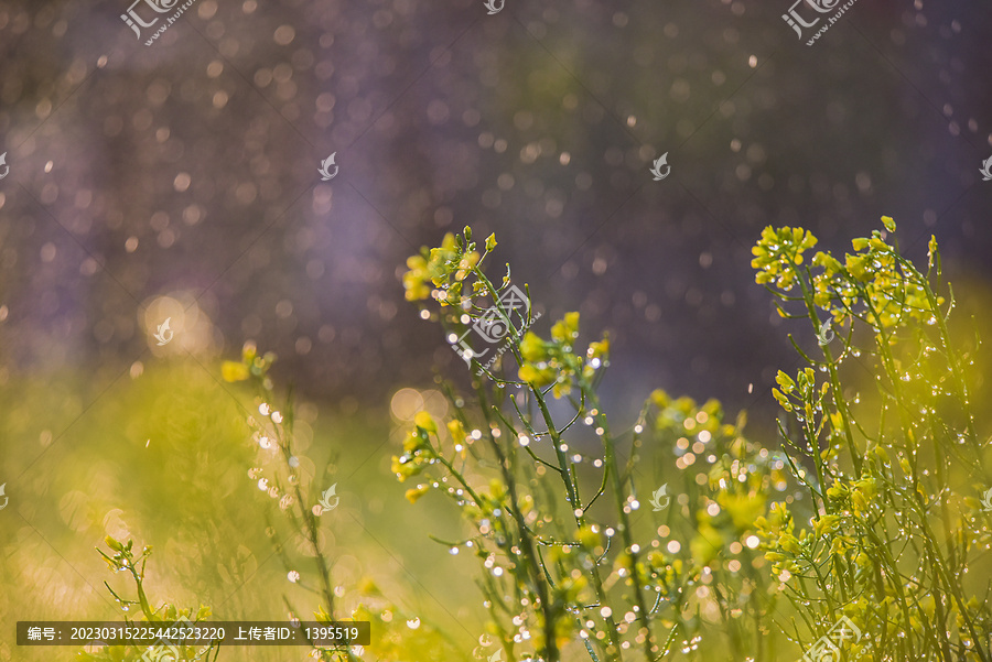 雨中油菜花