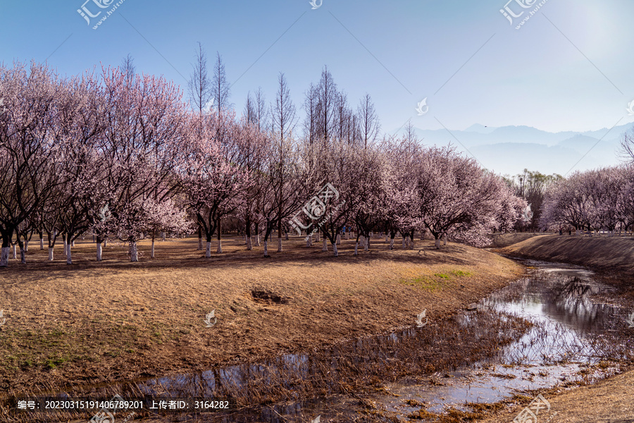 北京奥森公园的桃花全景