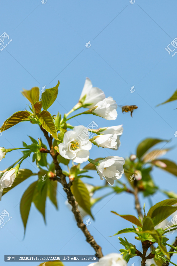 春天的樱花卉背景素材