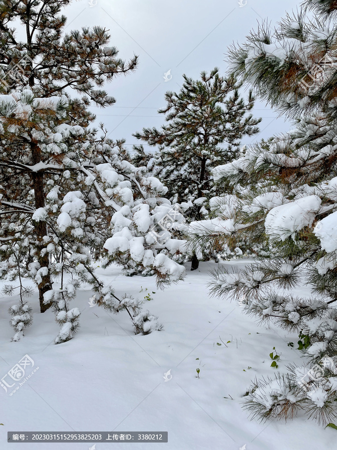 雪松