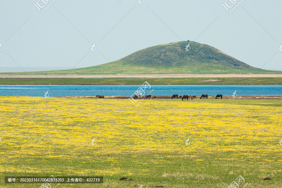 春天草原湿地马群野花