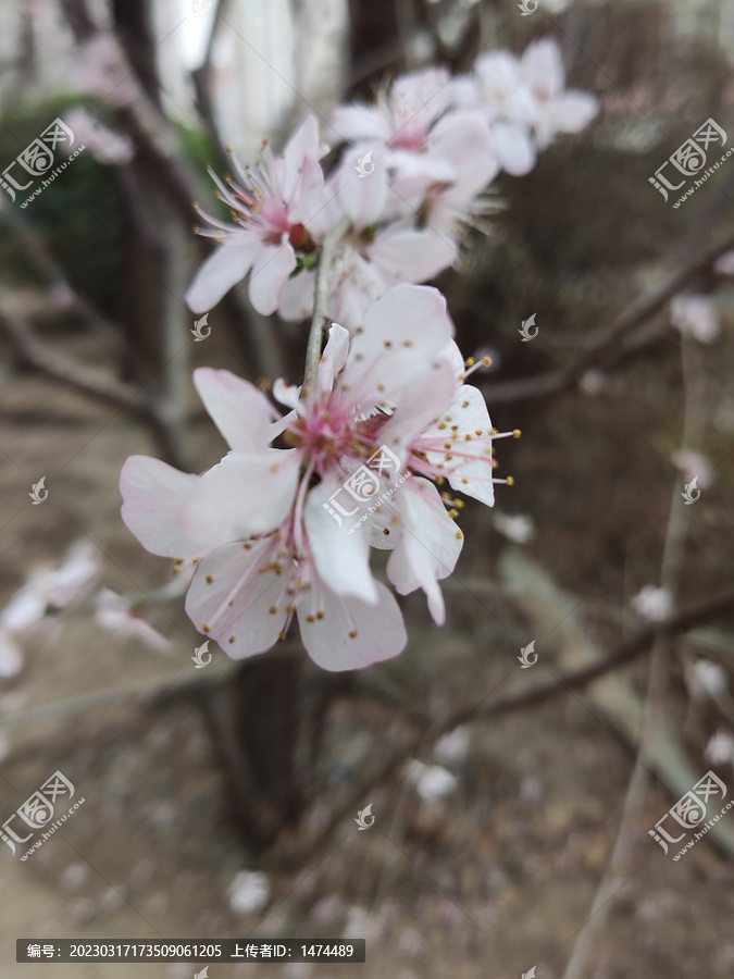 山桃花