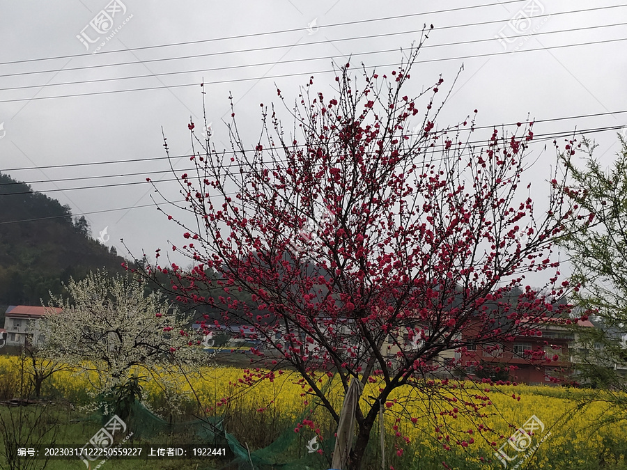 桃花与油菜花