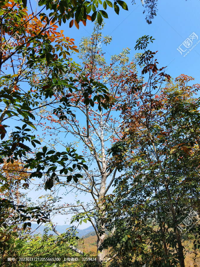 昌江木棉花